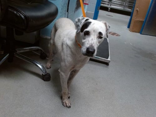 Photo of Lady, adoptable Dalmatian in Albuquerque, New Mexico