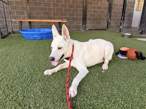 Photo of Nanook, adoptable Siberian Husky in Garland, Texas