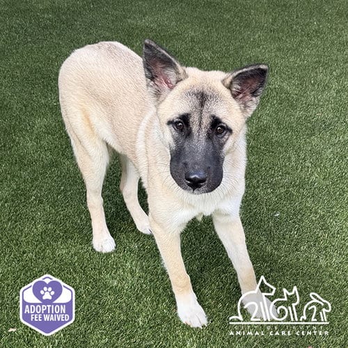 Photo of Athena, adoptable Akita in Irvine, California