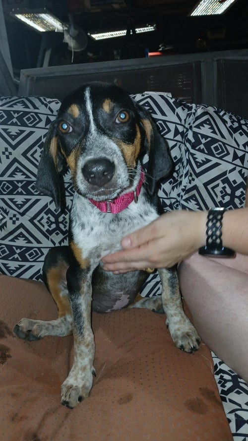 Photo of Mable - BO, adoptable Hound in Clinton, Michigan