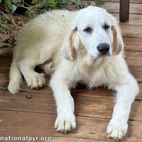 Photo of Crispin in VA - Loves To Be Brushed, adoptable Great Pyrenees in Beacon, New York