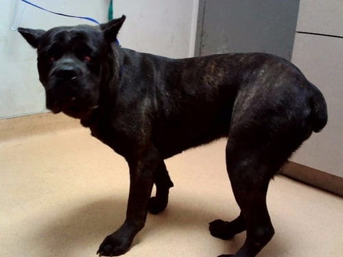 Photo of Molly, adoptable Cane Corso Mastiff in Martinez, California