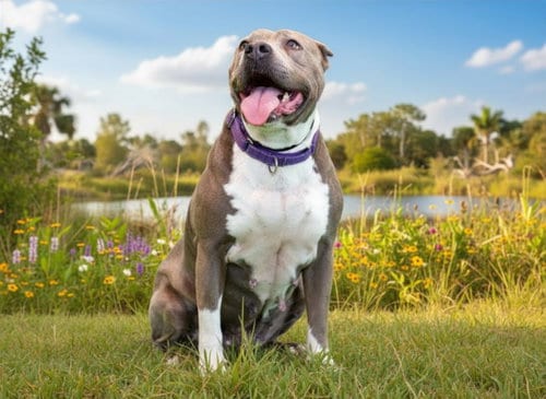 Photo of Kitkat, adoptable American Pit Bull Terrier in Tavares, Florida