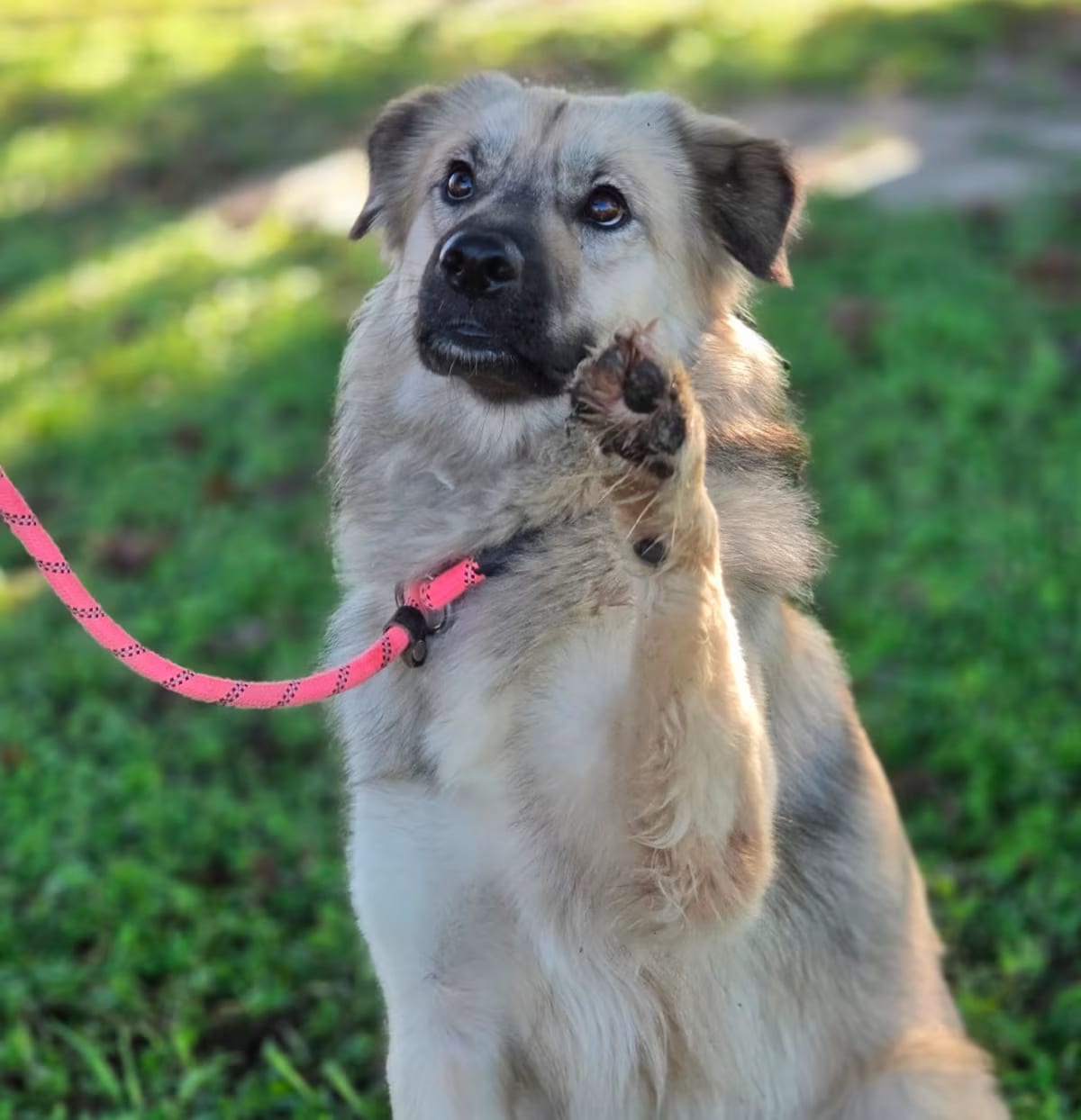Photo of Fancy JuM, adoptable Mixed Breed (Medium) in Rosemont, Illinois