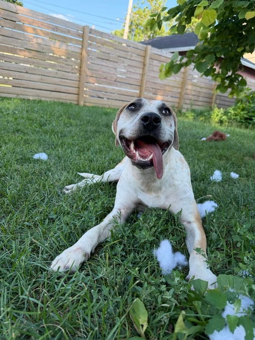 Photo of Ellia, adoptable Hound in Germantown, Ohio