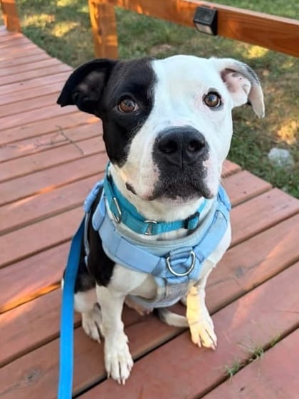 Photo of Boston Creme Pie, adoptable dog in Baltimore, Maryland