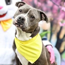 Photo of Bubba Gump JuM, adoptable Staffordshire Bull Terrier in Hartford, Connecticut