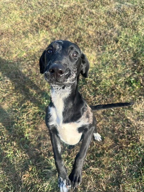 Photo of Tickles, adoptable Labrador Retriever in Steeleville, Illinois
