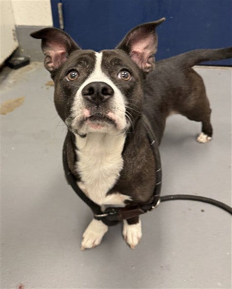 Photo of Cronkite, adoptable Pit Bull Terrier in Peoria, Illinois