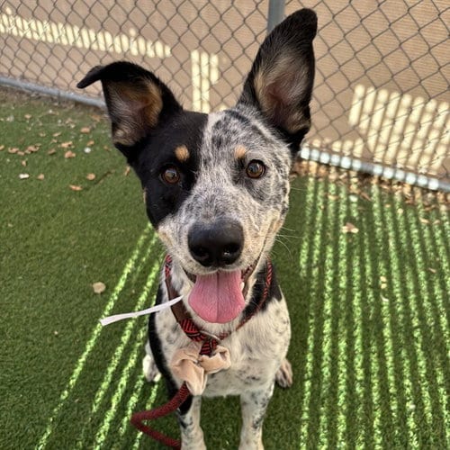 Photo of Choco Chip, adoptable Queensland Heeler in Phoenix, Arizona