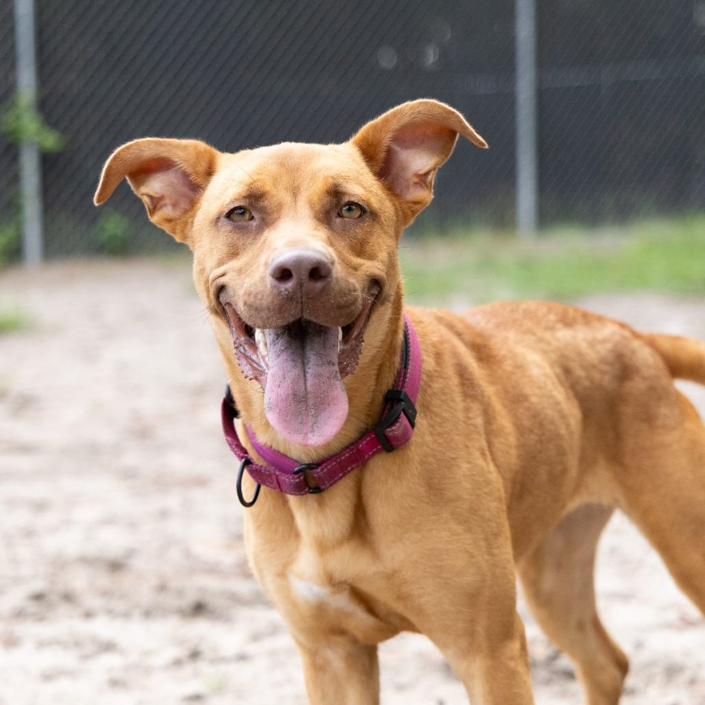Photo of Shelby, adoptable Mixed Breed (Large) in Gainesville, Florida