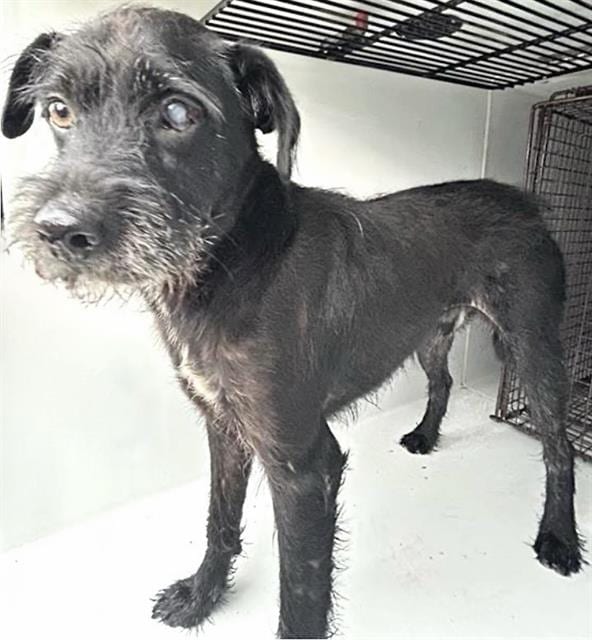 Photo of Senior Schnauzer - Miniature mix, adoptable Schnauzer - Miniature mix in Houston, Texas
