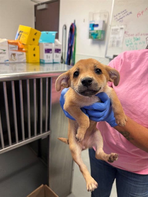 Photo of A171472, adoptable Chihuahua in Bakersfield, California