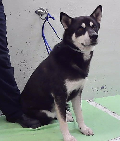 Photo of Foxtrot, adoptable Siberian Husky in Houston, Texas