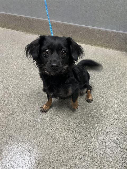Photo of Licorice, adoptable Chihuahua in Las Vegas, Nevada