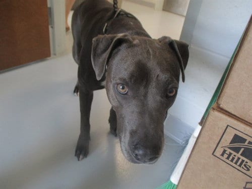 Photo of Zoey, adoptable Staffordshire Bull Terrier in Ocala, Florida