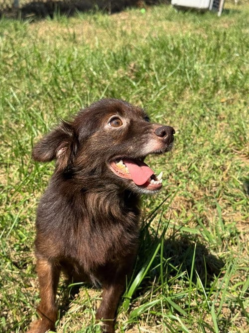 Photo of Cocoa, adoptable Unknown breed (long coat) in Westwood, New Jersey