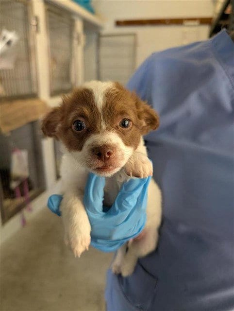 Photo of Brandy, adoptable Chihuahua in Sacramento, California