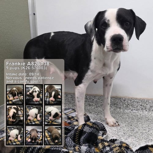 Photo of Frankie, adoptable American Staffordshire Terrier in San Antonio, Texas