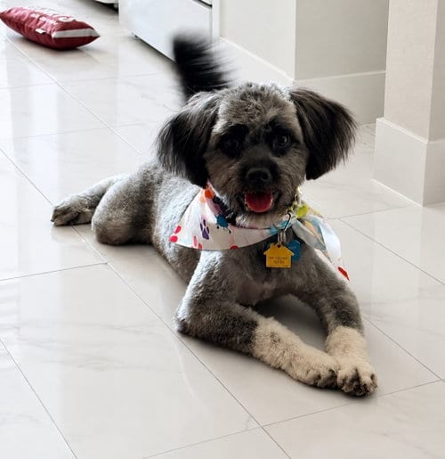 Photo of Charlie, adoptable Unknown breed in Tucson, Arizona