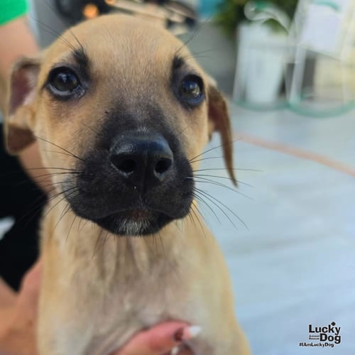 Photo of Archie, adoptable Labrador Retriever in Washington, District of Columbia