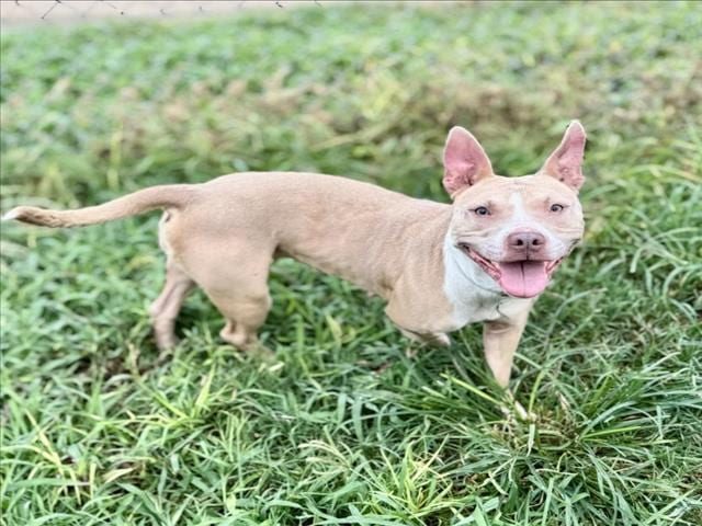 Photo of Belle, adoptable Staffordshire Bull Terrier mix in Houston, Texas