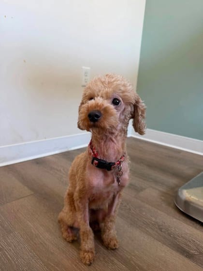 Photo of Latte, adoptable Poodle, Miniature/Mix in Annapolis, Maryland