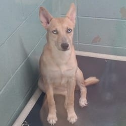 Photo of Fire 2650, adoptable Husky Mixed Breed (Medium) in Loxahatchee, Florida