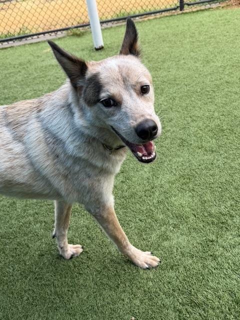 Photo of Boba, adoptable Mixed Breed