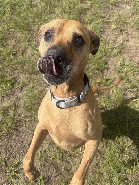 Photo of Stark, adoptable American Pit Bull Terrier in Ocala, Florida