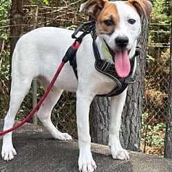 Photo of Eevee, adoptable Jack Russell Terrier Mixed Breed (Medium) in Washington, District of Columbia