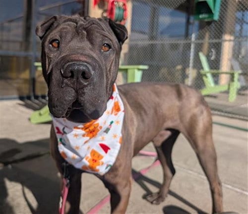 Photo of Hershey, adoptable Chinese Shar-Pei in Denver, Colorado