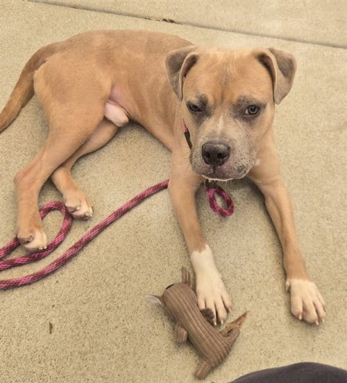 Photo of Roo, adoptable Pit Bull Terrier in Sacramento, California