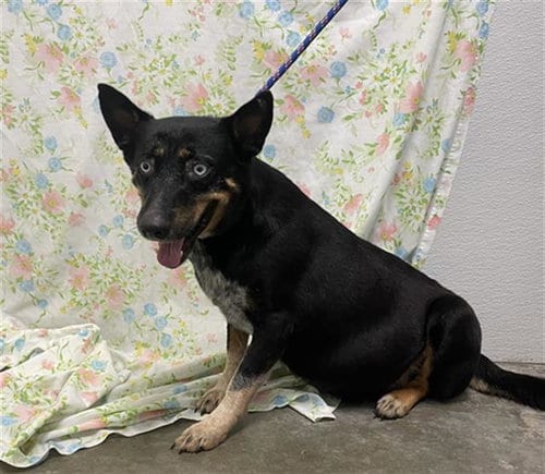 Photo of Lady, adoptable Australian Cattle Dog/Blue Heeler in Rosenberg, Texas