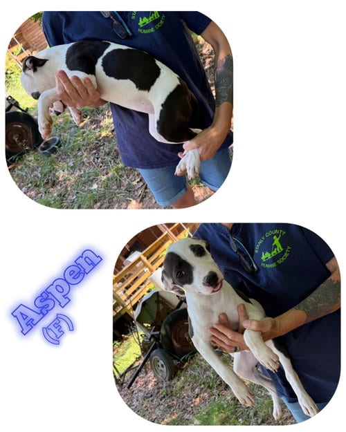 Photo of Aspen, adoptable American Pit Bull Terrier in Albemarle, North Carolina