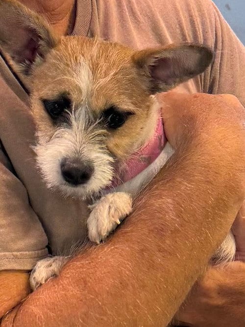 Photo of Tillie, adoptable Jack Russell Terrier in Monte Vista, Colorado