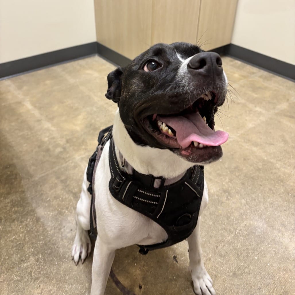 Photo of Livia, adoptable Terrier, American Staffordshire / Mix in San Antonio, Texas