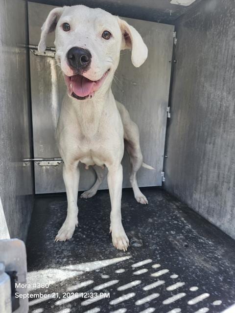 Photo of Athena, adoptable American Staffordshire Terrier in San Antonio, Texas