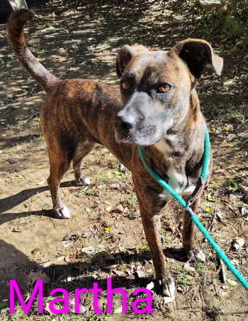 Photo of Martha, adoptable Boxer in Mena, Arkansas