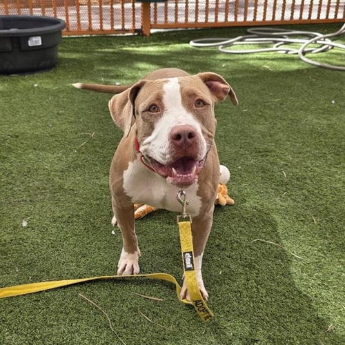 Photo of Rose, adoptable Pit Bull Terrier in Las Vegas, Nevada