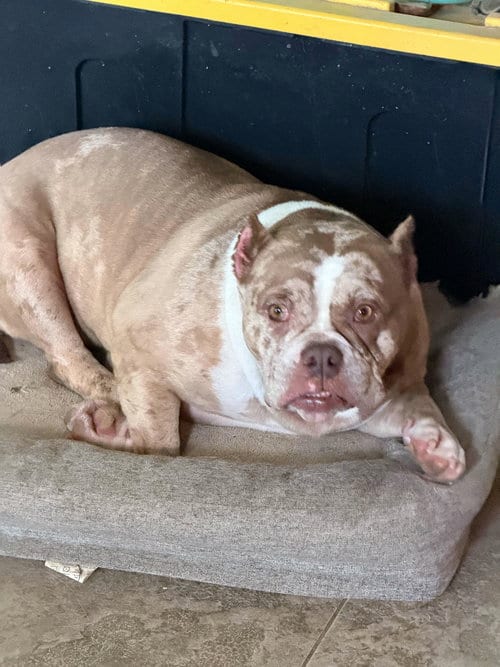 Photo of Pixel, adoptable English Bulldog in Farmersville, Texas