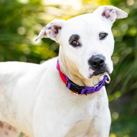 Photo of Bambee, adoptable Pit Bull Terrier in Camarillo, California