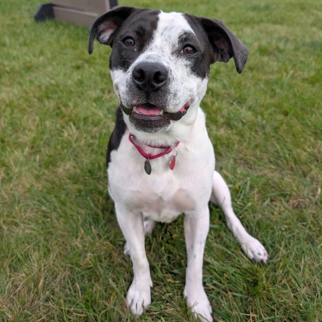 Photo of Moonpie, adoptable Mixed Breed (Medium) / Mixed Breed (Medium) in Wheeling, Illinois