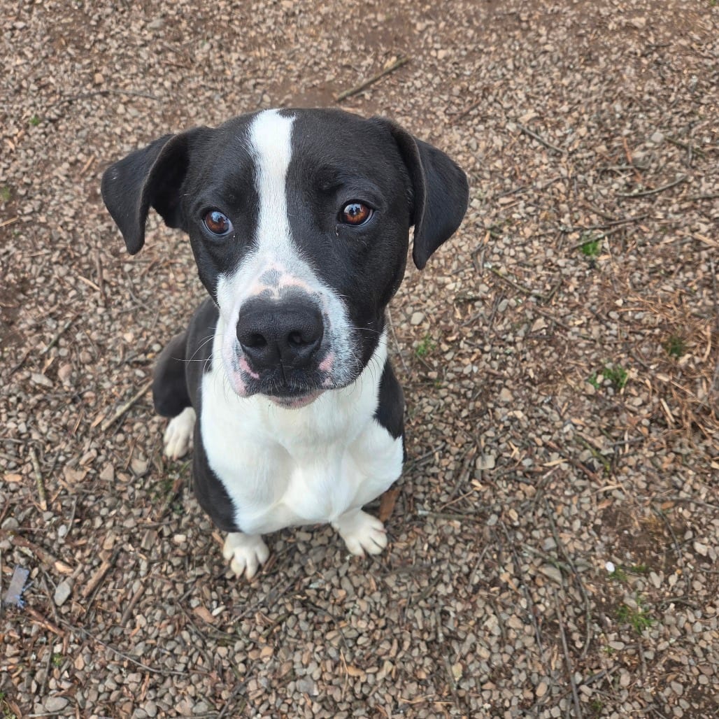 Photo of Cherokee, adoptable Mixed Breed (Medium)