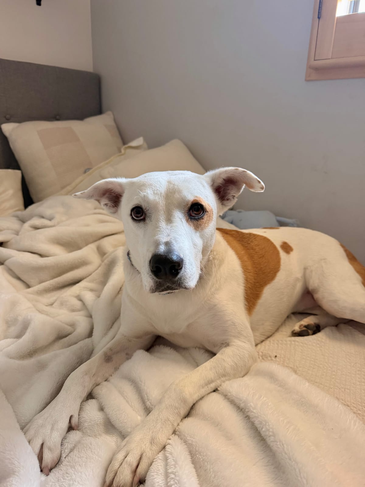 Photo of Opal, adoptable American Pit Bull Terrier / Australian Cattle Dog in Chandler, Arizona