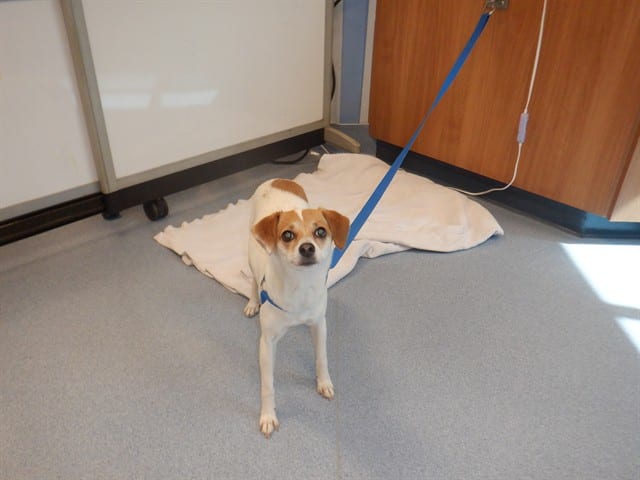Photo of Penny, adoptable Chihuahua - Smooth Coated mix in San José, California