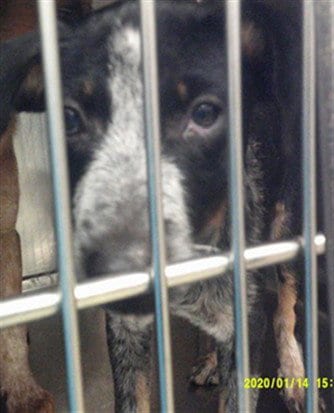 Photo of A481381, adoptable Australian Cattle Dog/Blue Heeler in Oklahoma City, Oklahoma