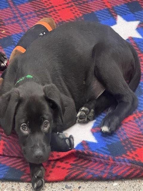 Photo of Bologna, adoptable Labrador Retriever in Mesa, Arizona