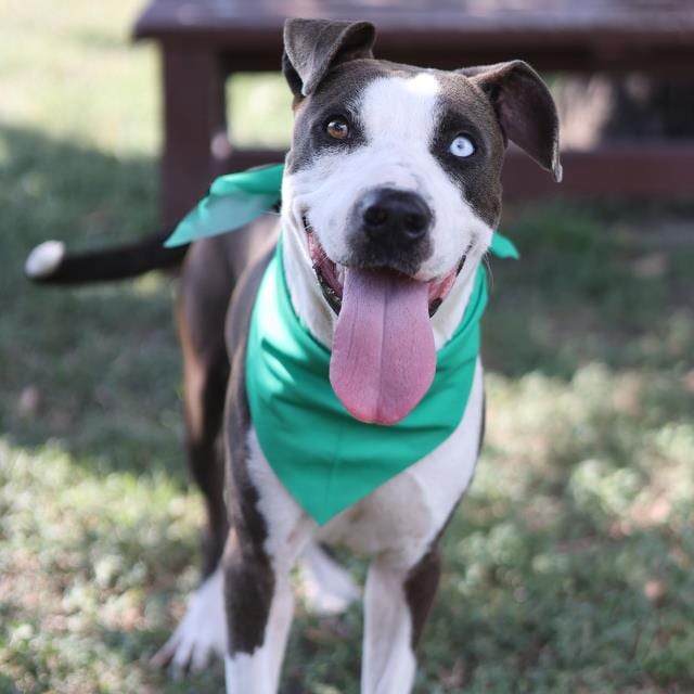 Photo of Motson, adoptable dog in San Antonio, Texas