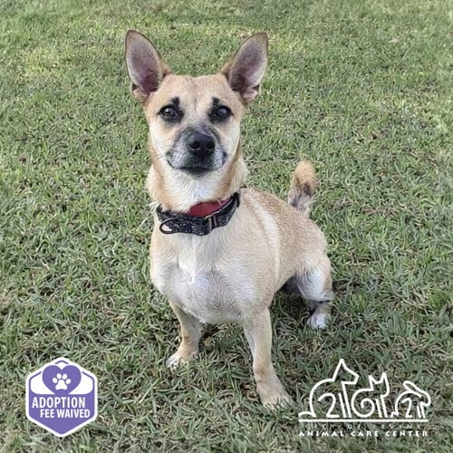 Photo of Cocoa, adoptable Chihuahua in Irvine, California